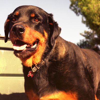 Rottweiller