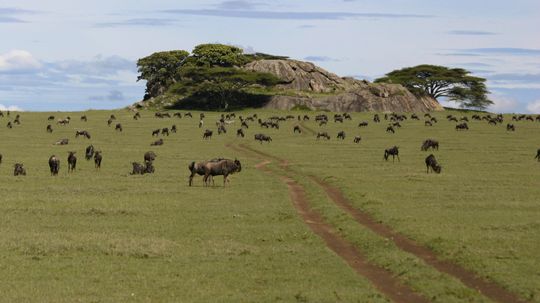 9 Things to See and Do in Serengeti National Park