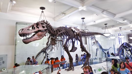 12 Best Museums to Walk Among Dinosaurs