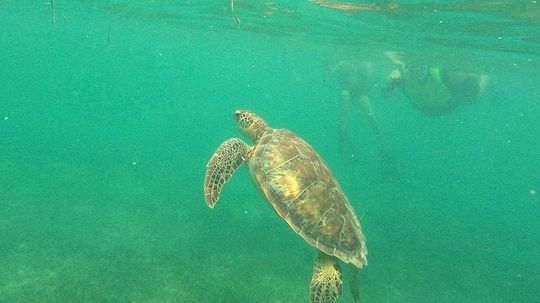Swimming With Sea Turtles in Akumal, Mexico