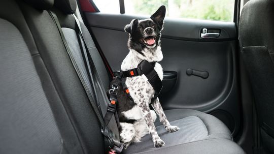 Common Mistakes You're Likely To Make While Traveling With Your Pet
