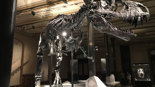 Sleepovers at the American Museum of Natural History