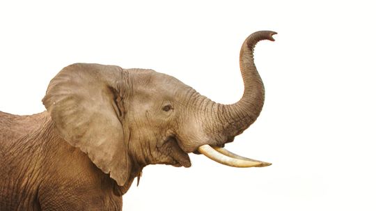 Philadelphia Zoo Elephant Exhibit Closure
