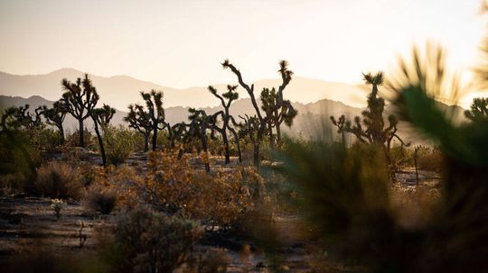 Joshua Tree National Park