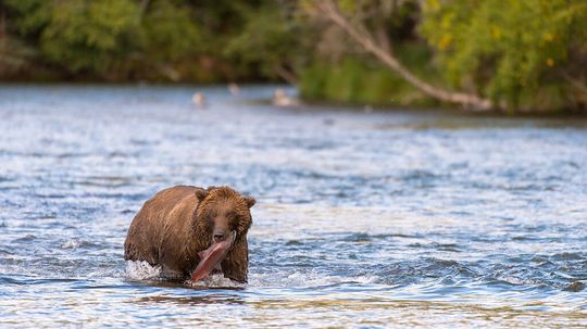 Katmai National Park and Preserve