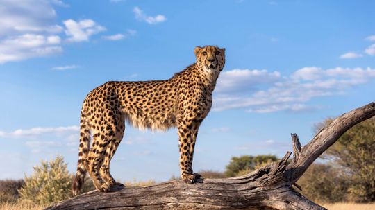 Experiencing the Big Cat Life: A Travel Guide to Serengeti and Beyond