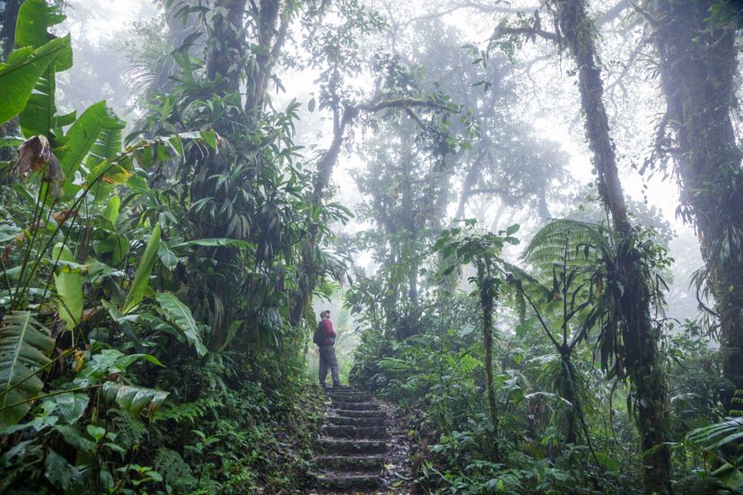 Better Tankini Top - Cloud Forest