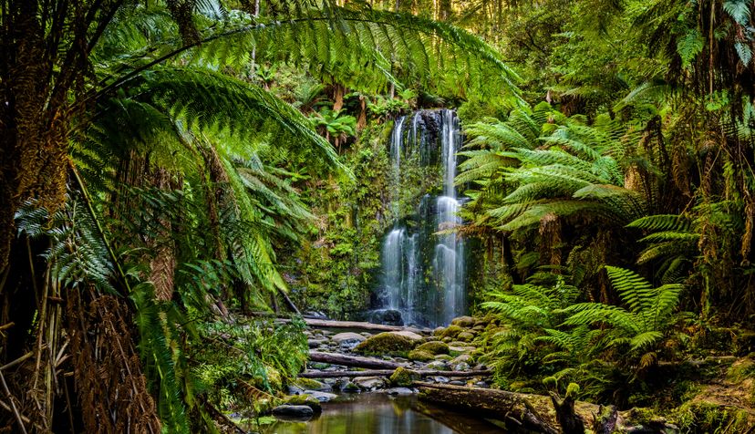 World's most amazing rainforests