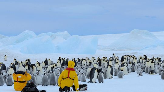 The Best Destinations To See Penguins In The Wild