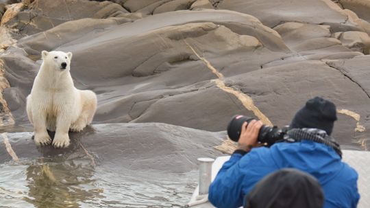 7 Wild Wonders You Need to See in Churchill This Summer