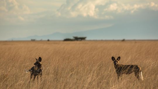 Mind-Blowing African Walking Safaris