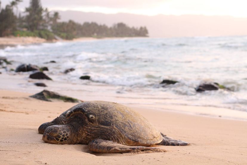 Turtle Resting on Puerto Rican Beach