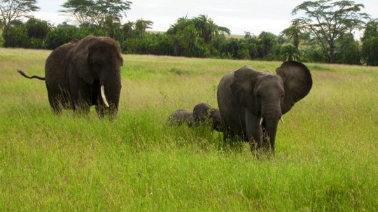 Wild, Wild Life: Tanzania Safari Photo and Video Essay