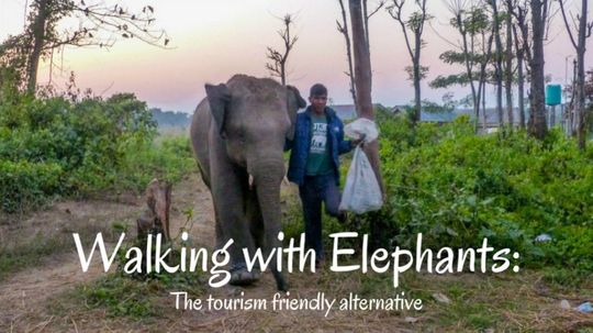 Walking with Elephants: The tourism friendly alternative