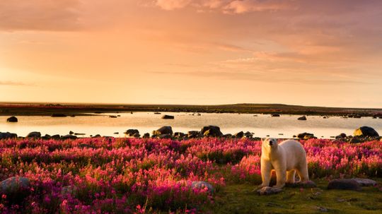 This Incredible Polar Bear Safari Will Change Your Life