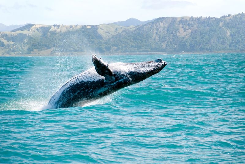 Kaikoura Bay, sperm whales