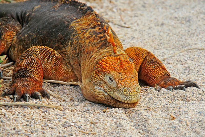 Land Iguana at Charles Darwin Research Station Galapagos Island