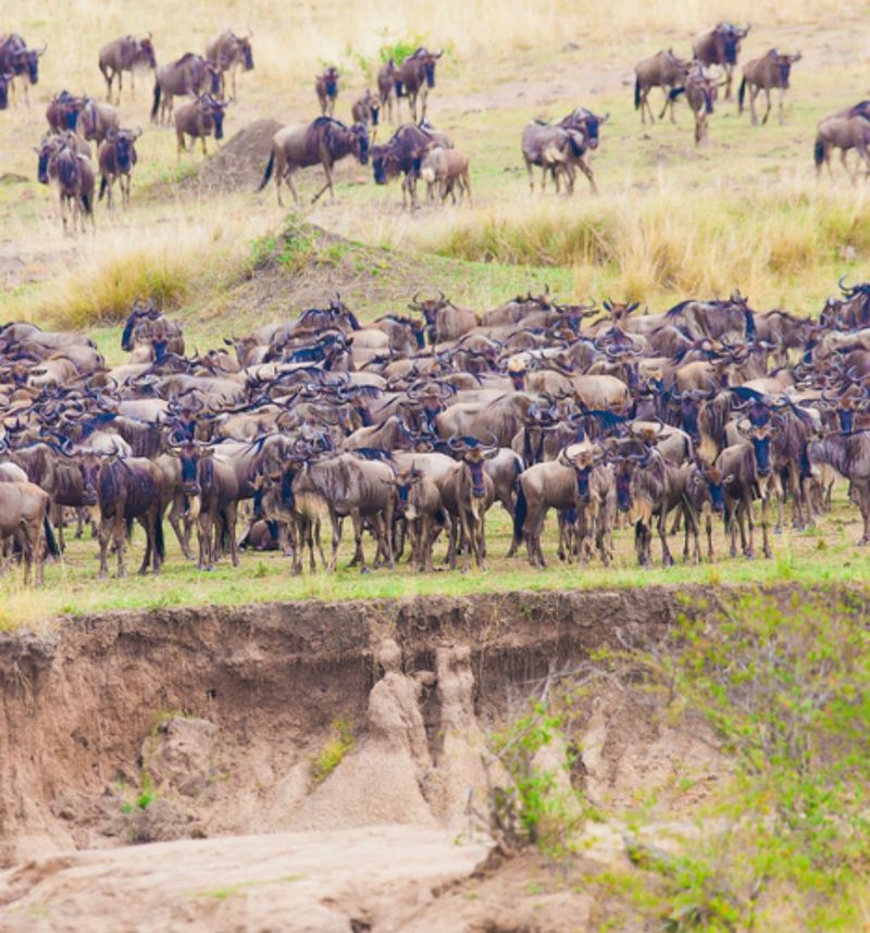 Migration-Serengeti
