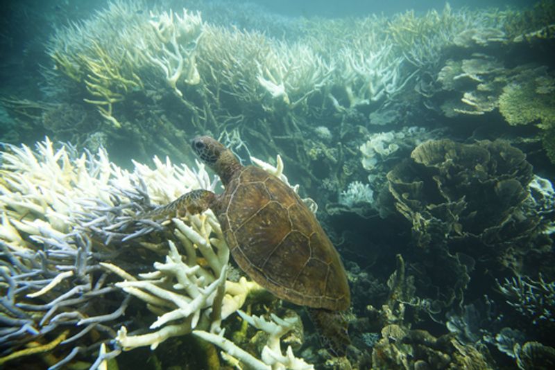 Ningaloo Reef