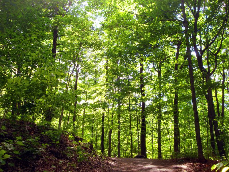 Parc du Mont-Royal