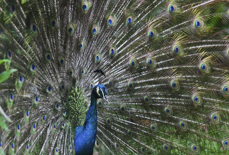 Peacock Myrtle Beach