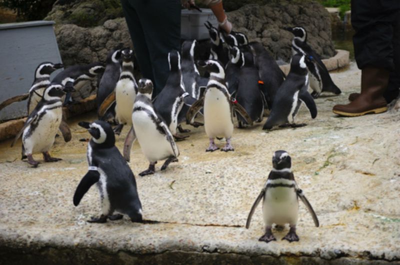 San-Francisco-Zoo penguins