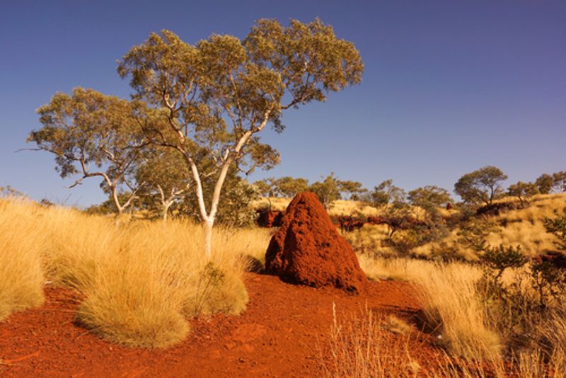 Termite Mounds - Walkabout Tour