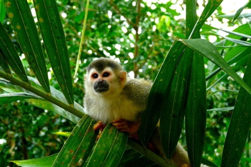 costa rica rain forest