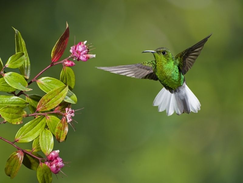 hummingbird