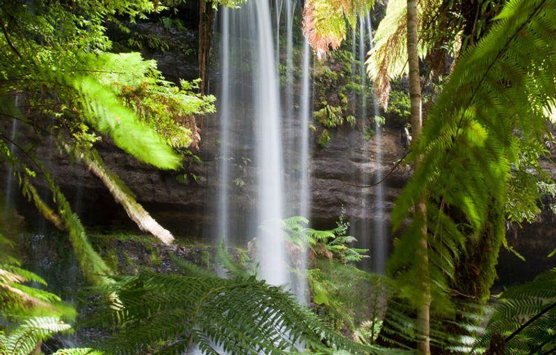 Australian Rainforests - Tasmania