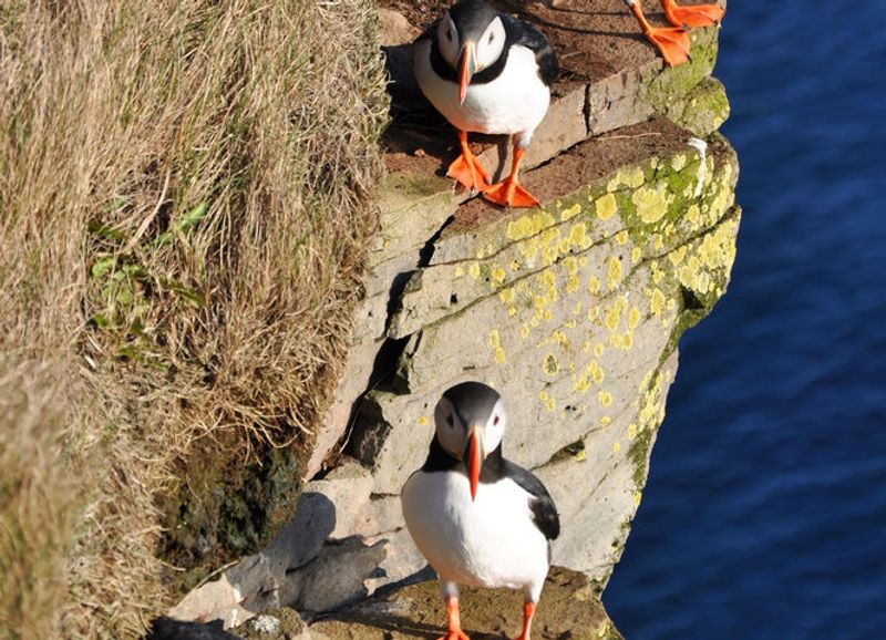 Latrabjarg Iceland