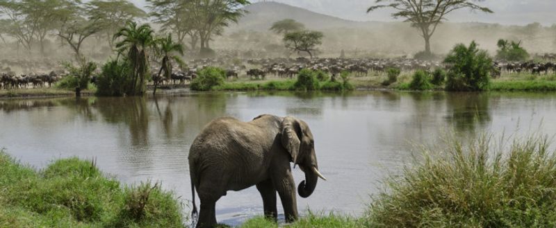 Moshi, Tanzania Serengeti National Park