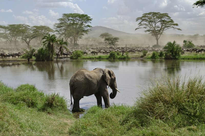 Moshi, Tanzania Serengeti National Park