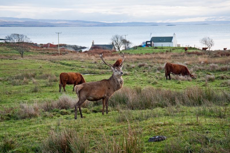 The Isle of Jura, Scotland