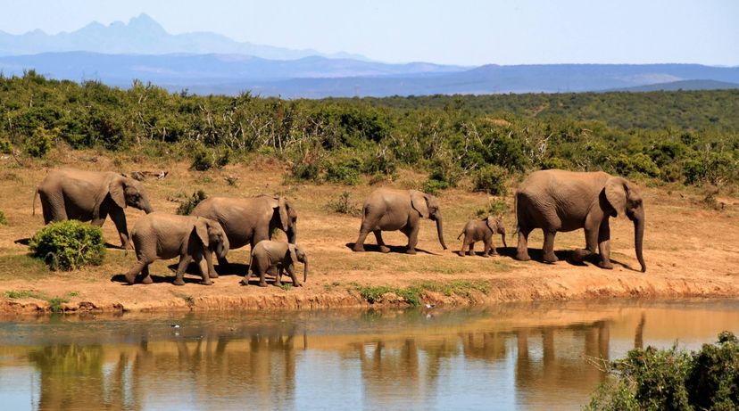 South African Elephants