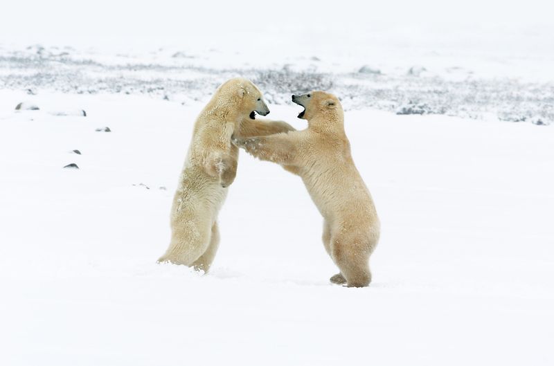 Churchill, Manitoba, Canada