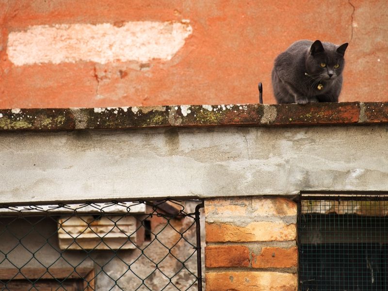 cat italy