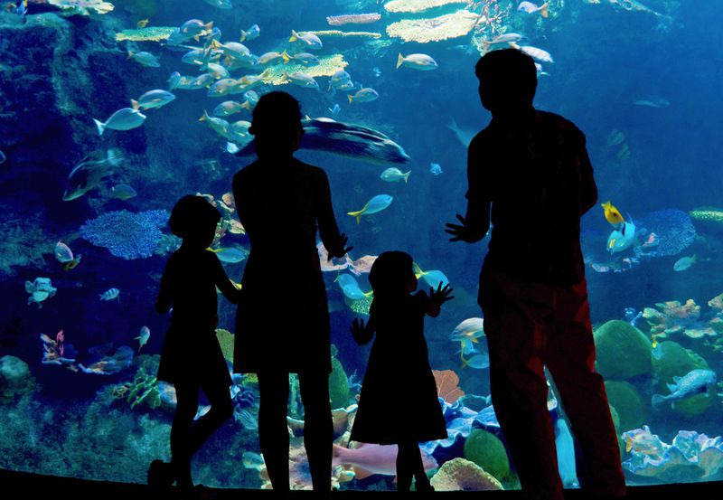Family aquarium