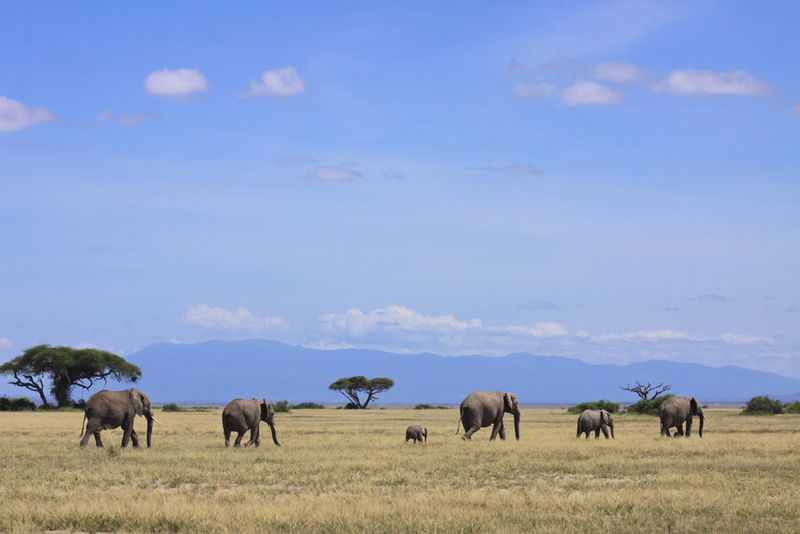 Limpopo south Africa game reserve