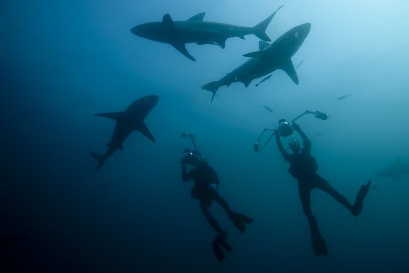 scuba with sharks