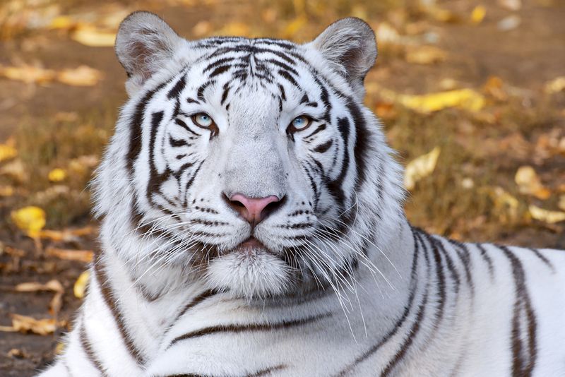 White Tiger