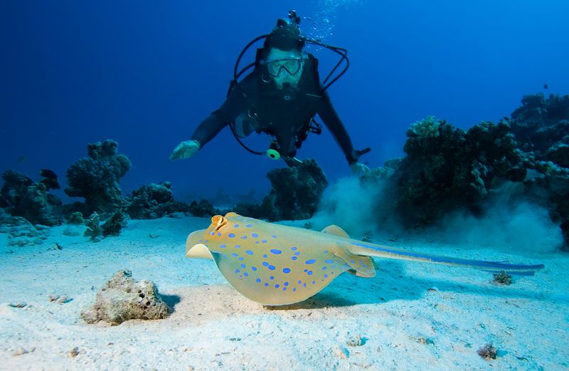 scuba with sting ray