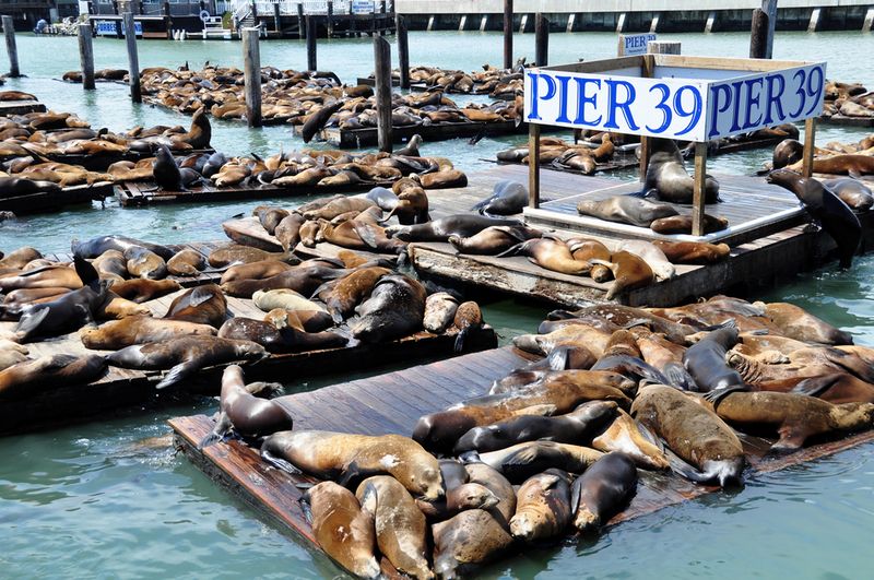 Pier 39