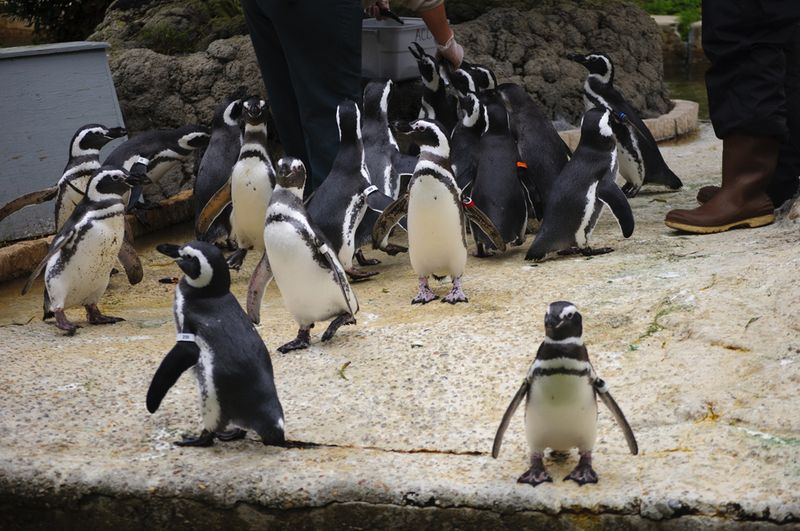 San Francisco Zoo