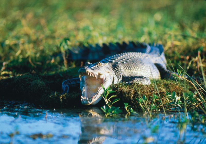 Saltwater Crocodile, Photo by: Tourism NT
