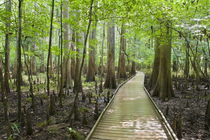 Congaree National Park, South Carolina