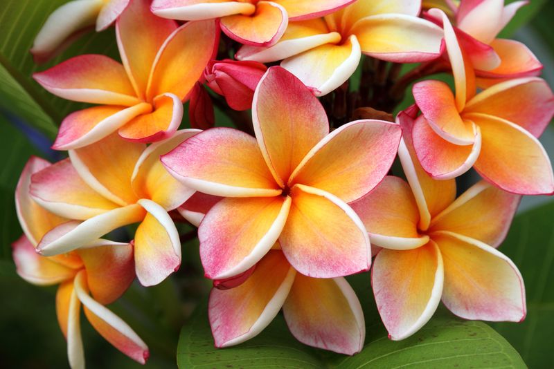 Hawaiian Flowers