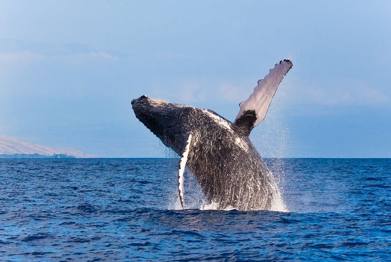 Humpback whale maui