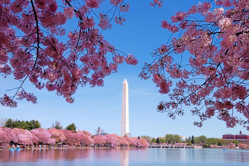 Beautiful! Stunning GIFs show Washington DC cherry blossoms in