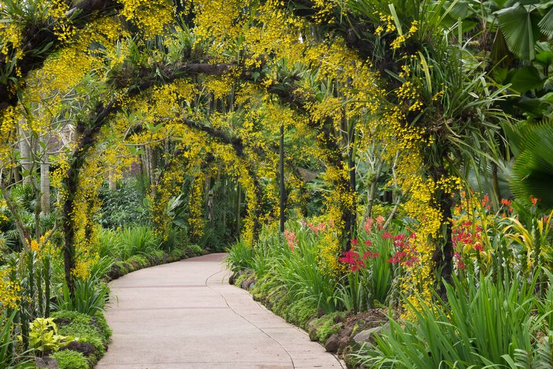 Orchid garden, Singapore botanic garden